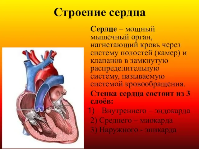 Строение сердца Сердце – мощный мышечный орган, нагнетающий кровь через
