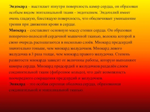 Эндокард – выстилает изнутри поверхность камер сердца, он образован особым