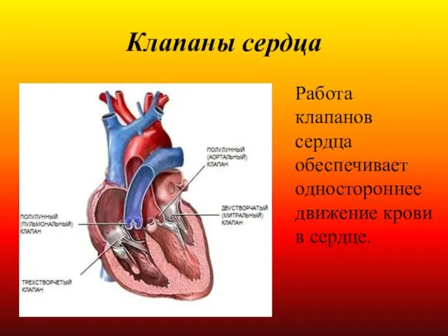 Клапаны сердца Работа клапанов сердца обеспечивает одностороннее движение крови в сердце.