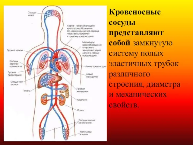 Кровеносные сосуды представляют собой замкнутую систему полых эластичных трубок различного строения, диаметра и механических свойств.