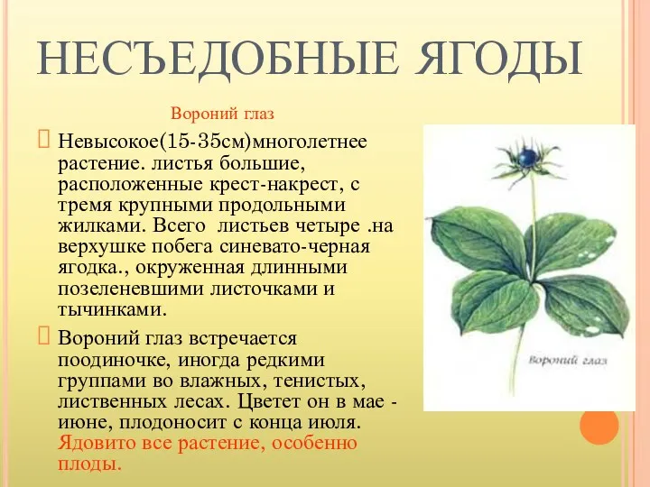 НЕСЪЕДОБНЫЕ ЯГОДЫ Вороний глаз Невысокое(15-35см)многолетнее растение. листья большие, расположенные крест-накрест,