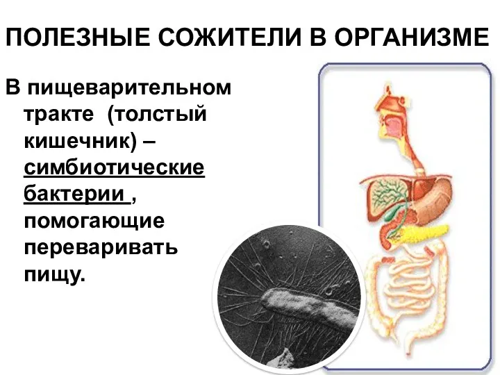 ПОЛЕЗНЫЕ СОЖИТЕЛИ В ОРГАНИЗМЕ В пищеварительном тракте (толстый кишечник) – симбиотические бактерии , помогающие переваривать пищу.