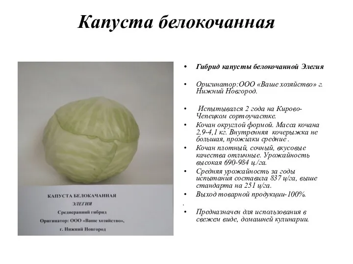 Капуста белокочанная Гибрид капусты белокочанной Элегия Оригинатор:ООО «Ваше хозяйство» г.Нижний