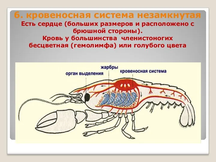 6. кровеносная система незамкнутая Есть сердце (больших размеров и расположено