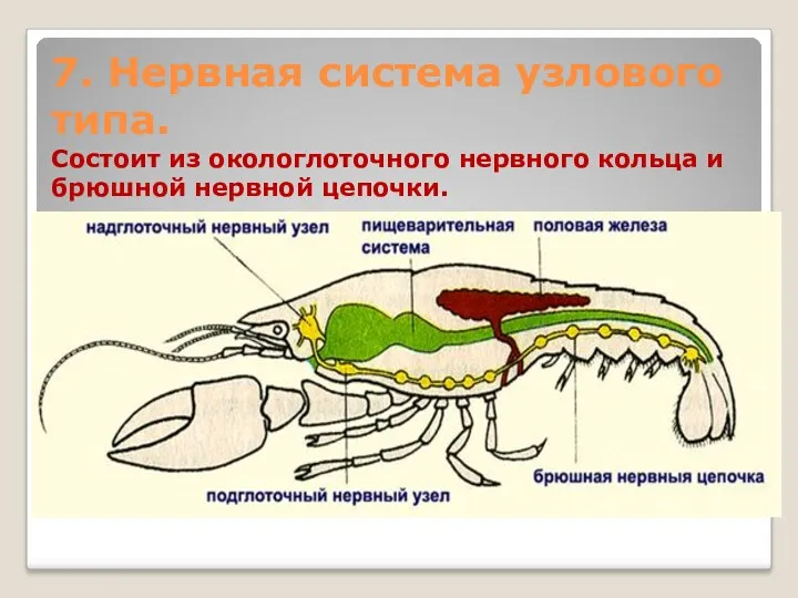 7. Нервная система узлового типа. Состоит из окологлоточного нервного кольца и брюшной нервной цепочки.