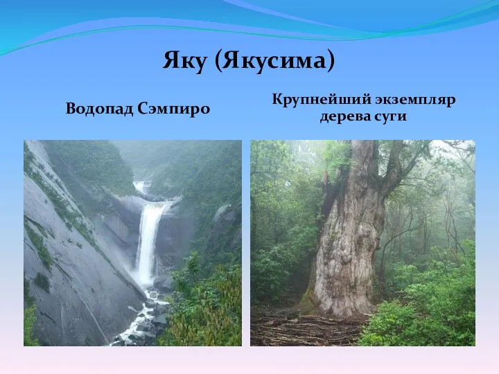Яку (Якусима) Водопад Сэмпиро Крупнейший экземпляр дерева суги