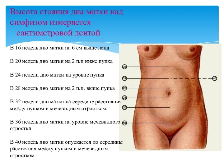 Высота стояния дна матки над симфизом измеряется сантиметровой лентой В