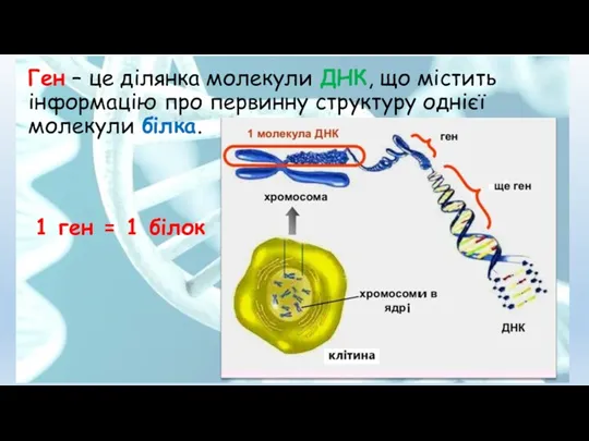 Ген – це ділянка молекули ДНК, що містить інформацію про