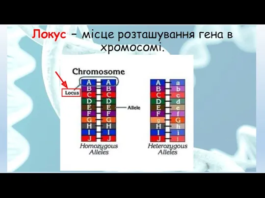 Локус – місце розташування гена в хромосомі.