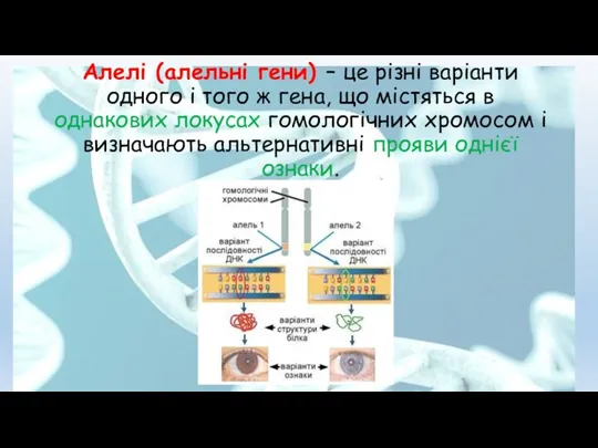 Алелі (алельні гени) – це різні варіанти одного і того