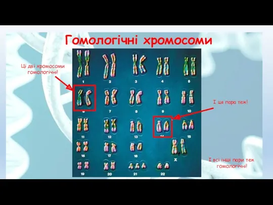 Гомологічні хромосоми Ці дві хромосоми гомологічні! І ця пара теж! І всі інші пари теж гомологічні!