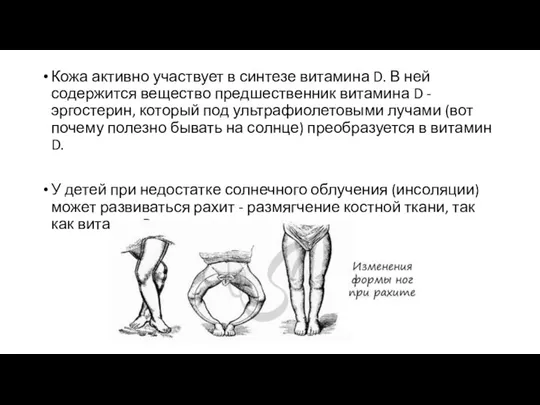 Кожа активно участвует в синтезе витамина D. В ней содержится