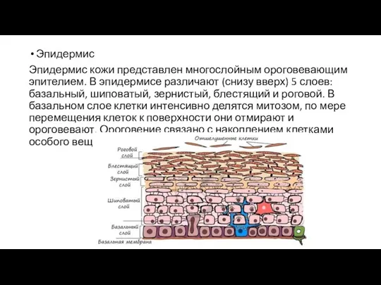 Эпидермис Эпидермис кожи представлен многослойным ороговевающим эпителием. В эпидермисе различают