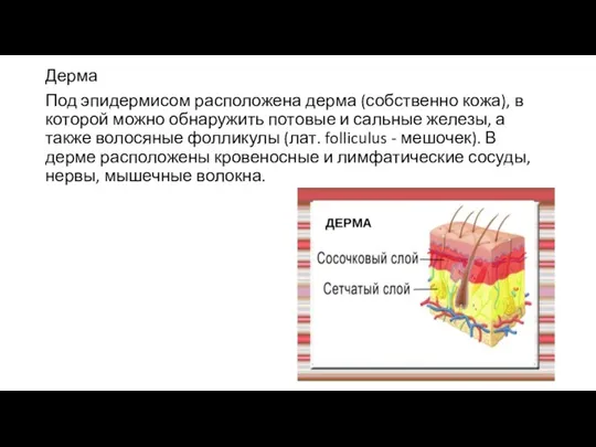 Дерма Под эпидермисом расположена дерма (собственно кожа), в которой можно