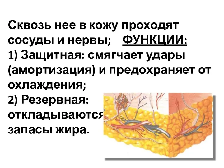 Сквозь нее в кожу проходят сосуды и нервы; ФУНКЦИИ: 1) Защитная: смягчает удары