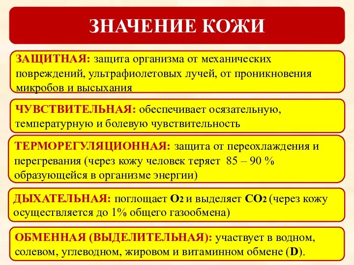 ЗНАЧЕНИЕ КОЖИ ЧУВСТВИТЕЛЬНАЯ: обеспечивает осязательную, температурную и болевую чувствительность ТЕРМОРЕГУЛЯЦИОННАЯ: