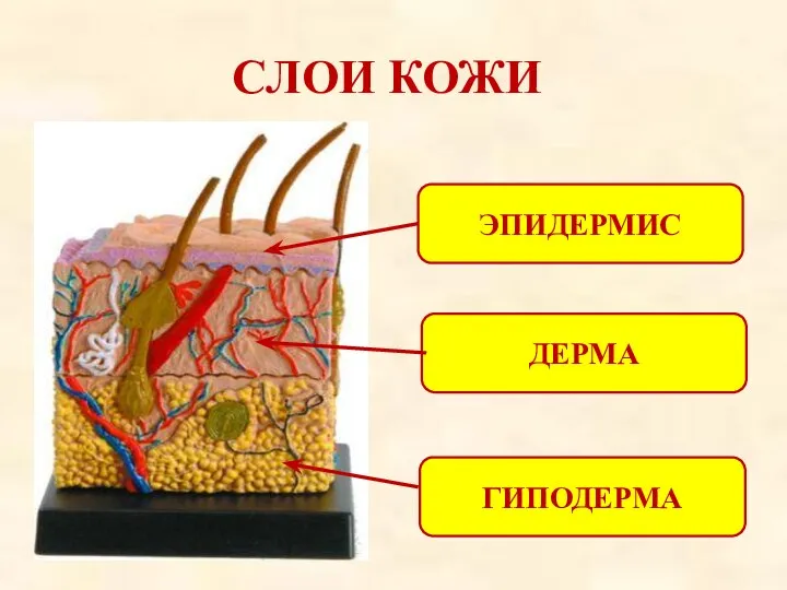 СЛОИ КОЖИ ЭПИДЕРМИС ДЕРМА ГИПОДЕРМА