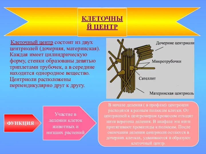 Клеточный центр состоит из двух центриолей (дочерняя, материнская). Каждая имеет