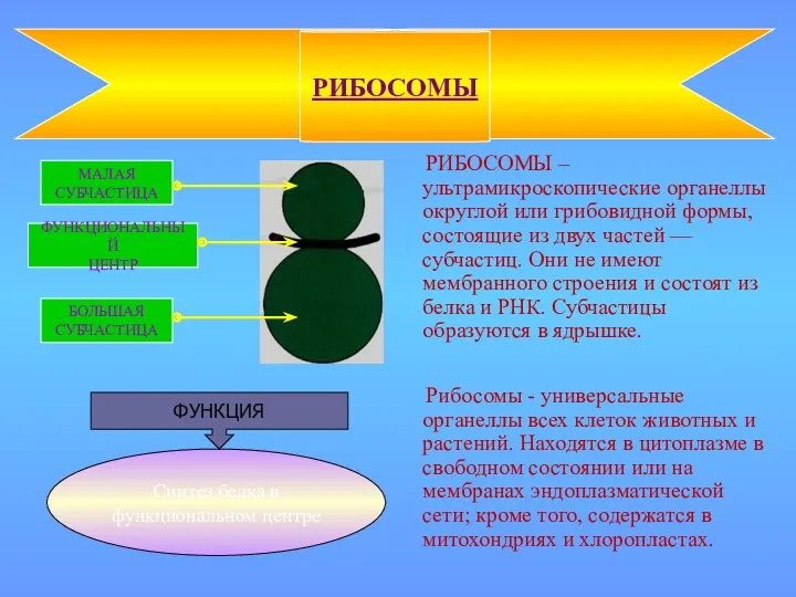 РИБОСОМЫ – ультрамикроскопические органеллы округлой или грибовидной формы, состоящие из