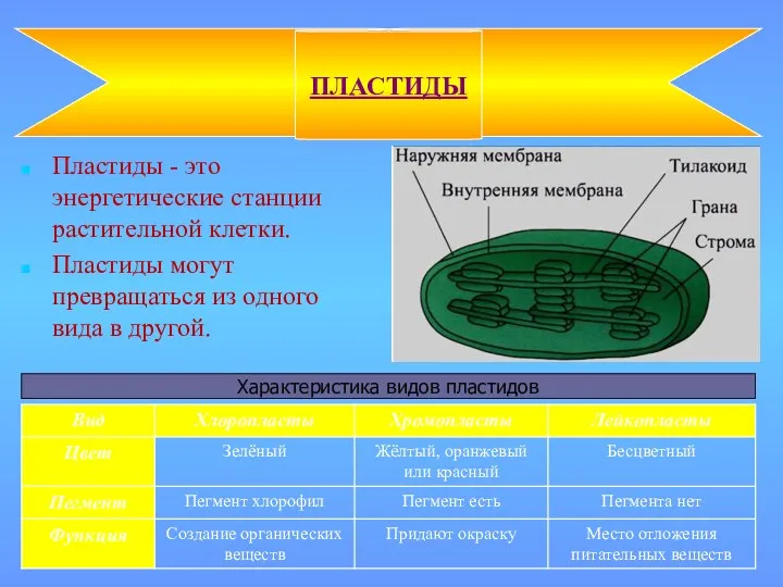 Пластиды - это энергетические станции растительной клетки. Пластиды могут превращаться