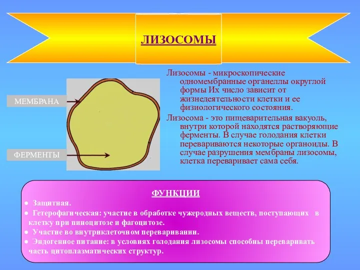 Лизосомы - микроскопические одномембранные органеллы округлой формы Их число зависит