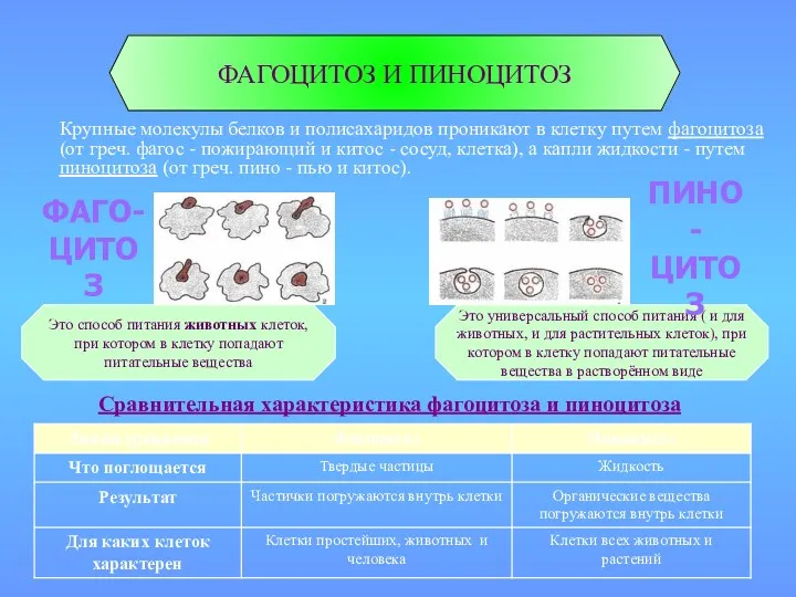 Сравнительная характеристика фагоцитоза и пиноцитоза ФАГОЦИТОЗ И ПИНОЦИТОЗ Крупные молекулы