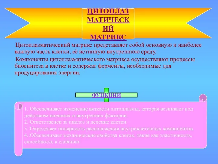 Цитоплазматический матрикс представляет собой основную и наиболее важную часть клетки,