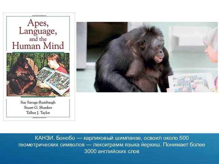 КАНЗИ. Бонобо — карликовый шимпанзе, освоил около 500 геометрических символов — лексиграмм языка