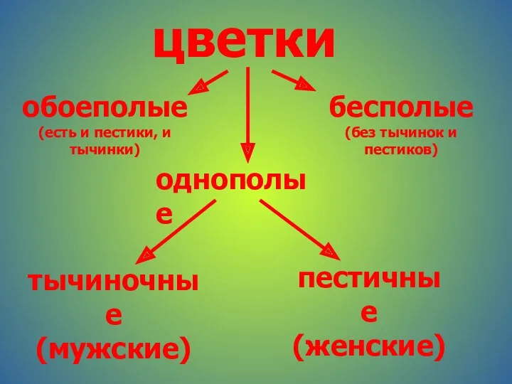 цветки обоеполые (есть и пестики, и тычинки) однополые бесполые (без