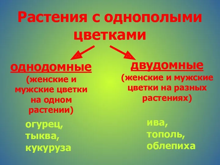 Растения с однополыми цветками однодомные (женские и мужские цветки на