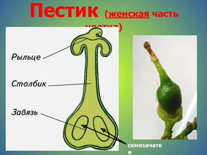 Пестик (женская часть цветка) семязачатки