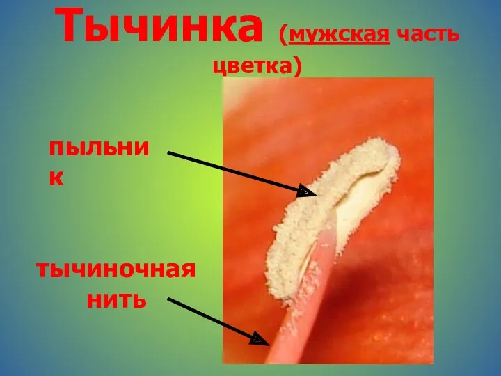 Тычинка (мужская часть цветка) пыльник тычиночная нить