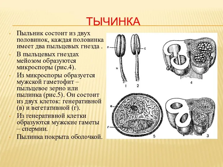 ТЫЧИНКА Пыльник состоит из двух половинок, каждая половинка имеет два