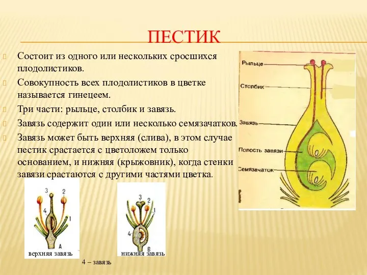 ПЕСТИК Состоит из одного или нескольких сросшихся плодолистиков. Совокупность всех