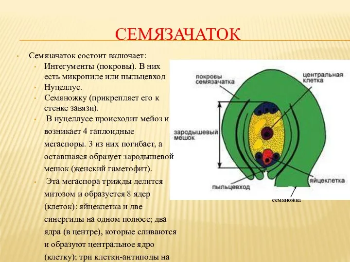 СЕМЯЗАЧАТОК Семязачаток состоит включает: Интегументы (покровы). В них есть микропиле