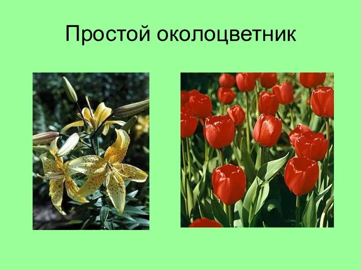 Простой околоцветник