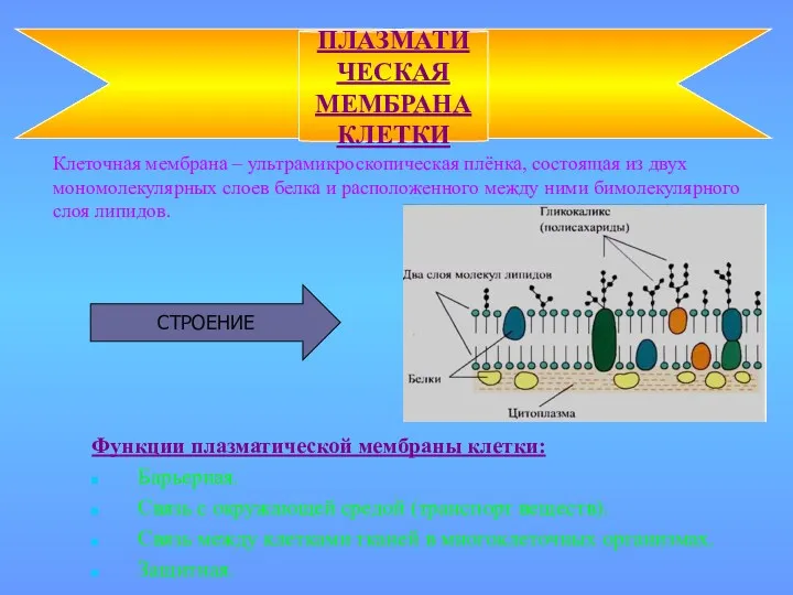 Клеточная мембрана – ультрамикроскопическая плёнка, состоящая из двух мономолекулярных слоев