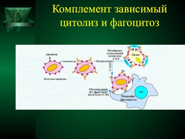 Комплемент зависимый цитолиз и фагоцитоз