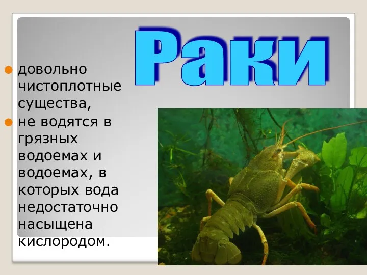 довольно чистоплотные существа, не водятся в грязных водоемах и водоемах,