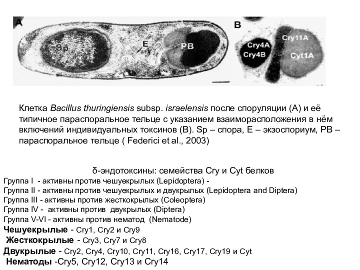 Клетка Bacillus thuringiensis subsp. israelensis после споруляции (А) и её