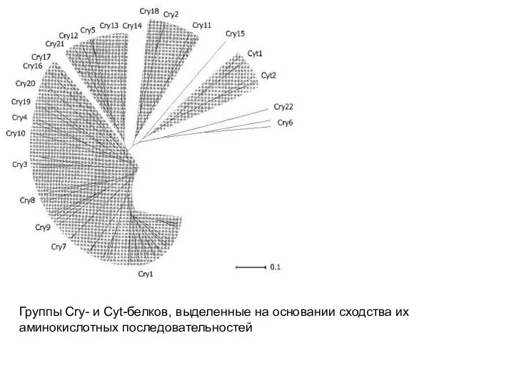 Группы Cry- и Cyt-белков, выделенные на основании сходства их аминокислотных последовательностей