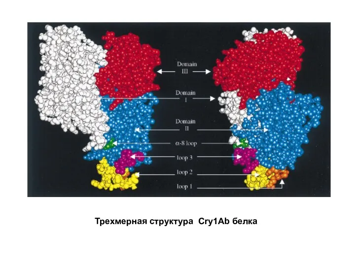 Трехмерная структура Cry1Ab белка