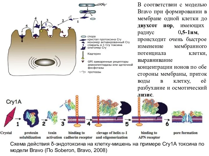 Схема действия δ-эндотоксина на клетку-мишень на примере Cry1А токсина по