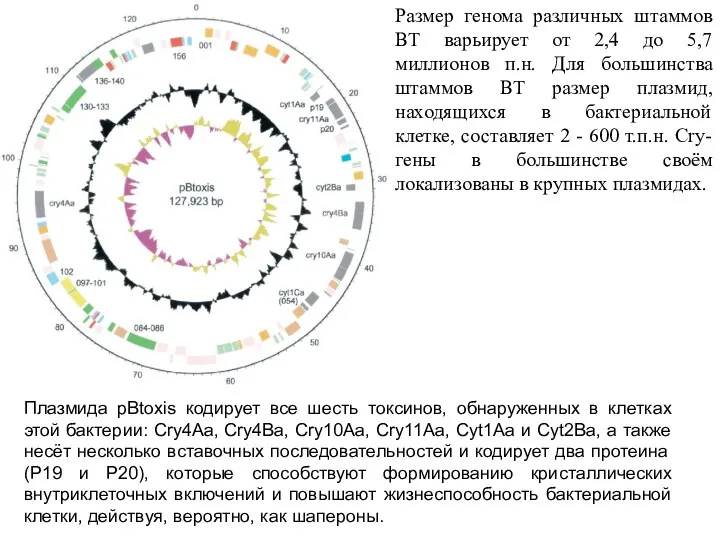 Размер генома различных штаммов ВТ варьирует от 2,4 до 5,7