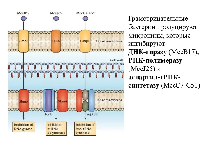 Грамотрицательные бактерии продуцируют микроцины, которые ингибируют ДНК-гиразу (MccB17), РНК-полимеразу (MccJ25) и аспартил-тРНК-синтетазу (MccC7-C51)