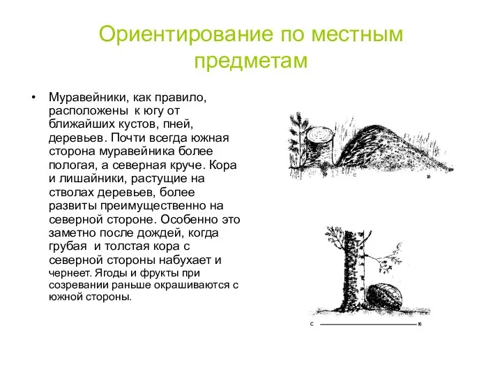 Ориентирование по местным предметам Муравейники, как правило, расположены к югу