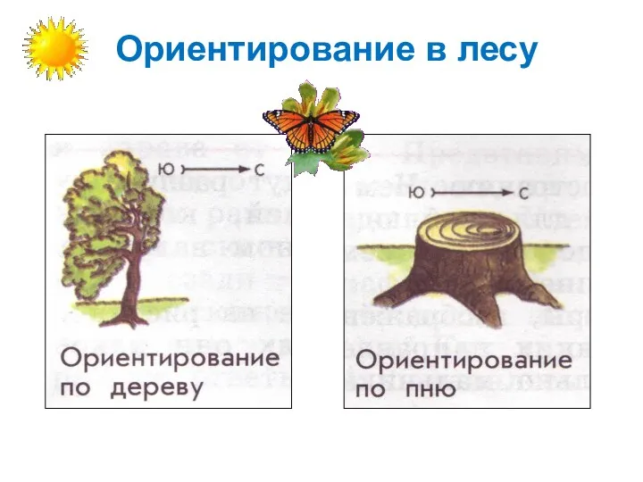 Ориентирование в лесу