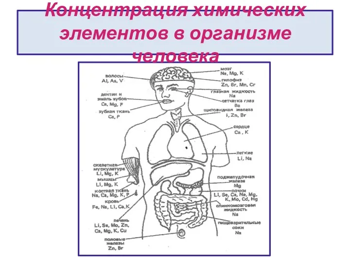 Концентрация химических элементов в организме человека