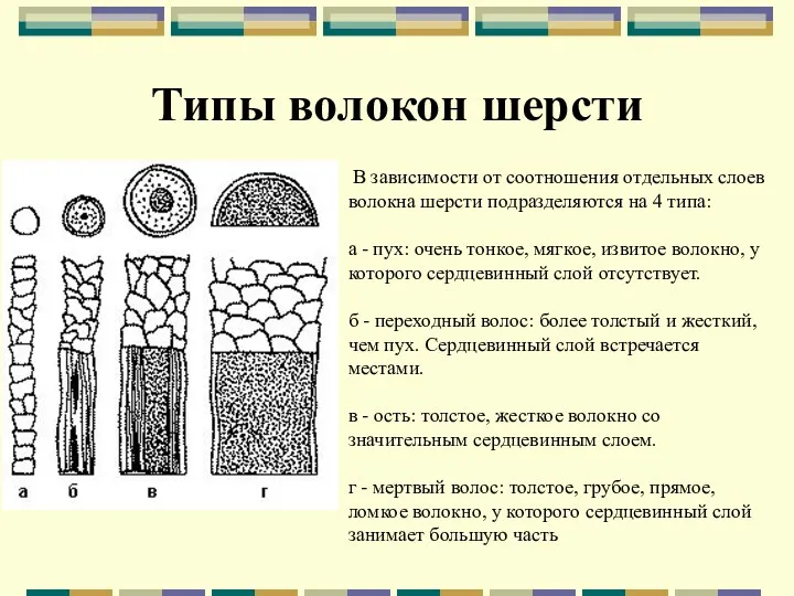 Типы волокон шерсти В зависимости от соотношения отдельных слоев волокна