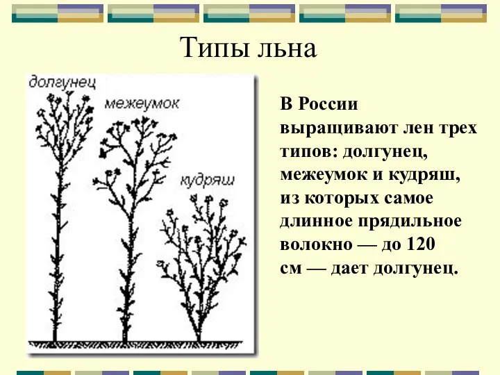 Типы льна . В России выращивают лен трех типов: долгунец,